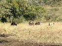 cliquez ici pour voir l'image (003hluhluwe.jpg)