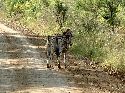 cliquez ici pour voir l'image (004hluhluwe.jpg)