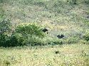 cliquez ici pour voir l'image (009hluhluwe.jpg)