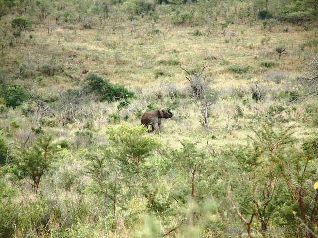 010hluhluwe