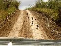 cliquez ici pour voir l'image (016hluhluwe.jpg)