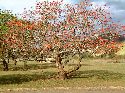 cliquez ici pour voir l'image (018hluhluwe.jpg)