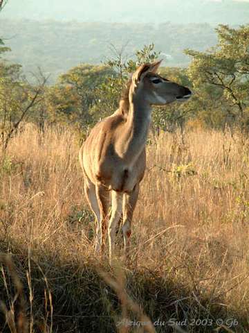001kruger