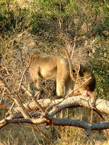 004kruger