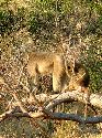 cliquez ici pour voir l'image (004kruger.jpg)