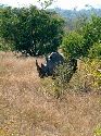 cliquez ici pour voir l'image (005kruger.jpg)