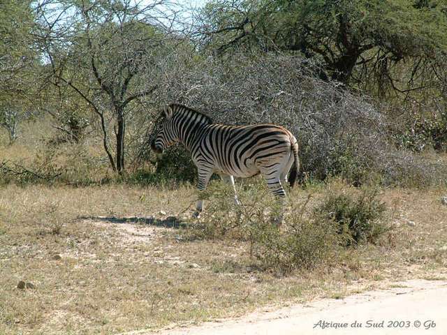 006kruger