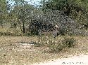 cliquez ici pour voir l'image (006kruger.jpg)