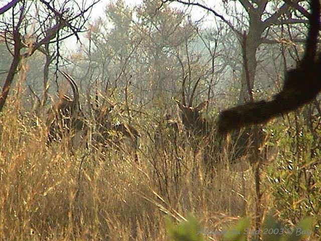 008kruger