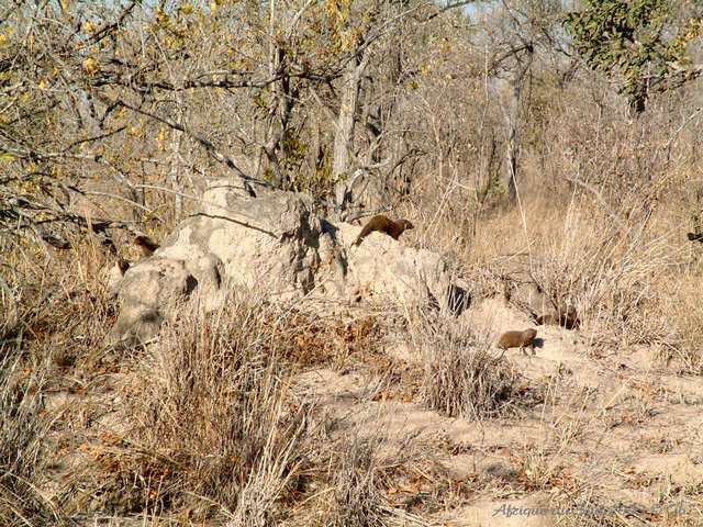 009kruger