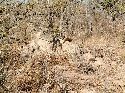 cliquez ici pour voir l'image (009kruger.jpg)