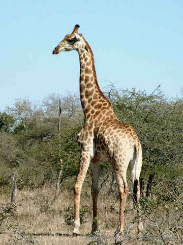 010kruger