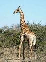 cliquez ici pour voir l'image (010kruger.jpg)
