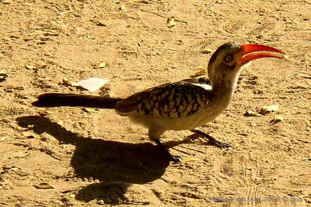 013kruger