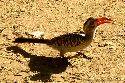 cliquez ici pour voir l'image (013kruger.jpg)