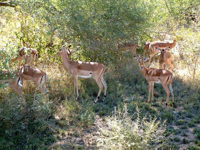 014kruger