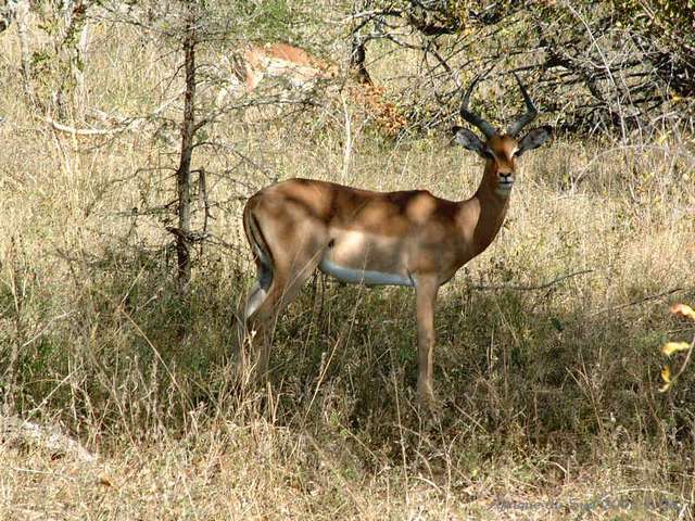 015kruger