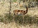 cliquez ici pour voir l'image (015kruger.jpg)