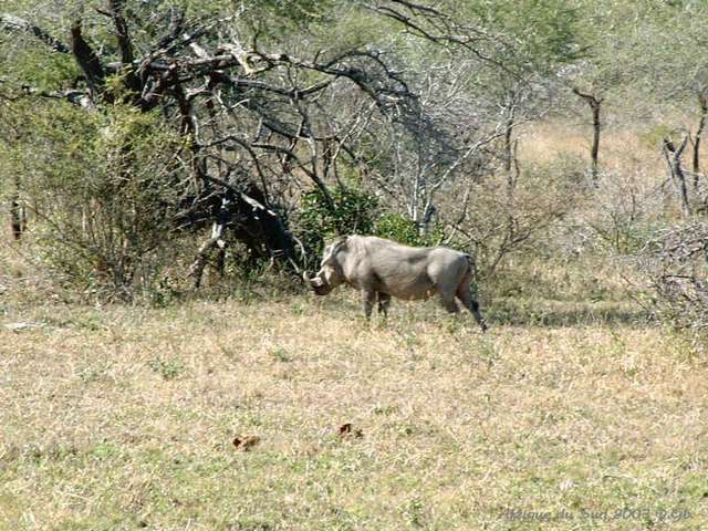 016kruger