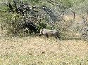 cliquez ici pour voir l'image (016kruger.jpg)