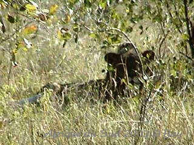 017kruger