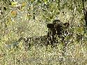 cliquez ici pour voir l'image (017kruger.jpg)