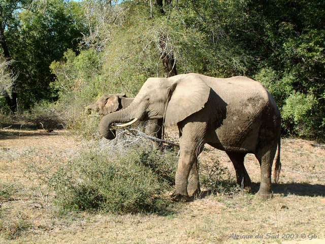 018kruger
