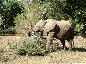 cliquez ici pour voir l'image (018kruger.jpg)
