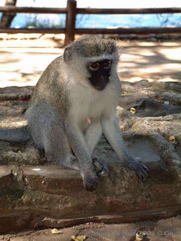 019kruger