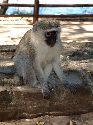 cliquez ici pour voir l'image (019kruger.jpg)