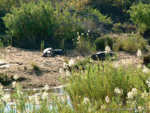 024kruger