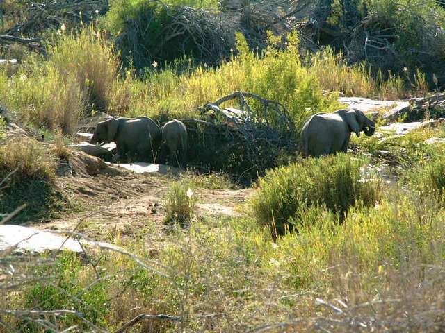 025kruger
