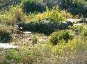 cliquez ici pour voir l'image (025kruger.jpg)