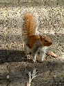 cliquez ici pour voir l'image (006lecap.jpg)
