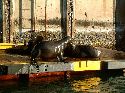 cliquez ici pour voir l'image (013lecap.jpg)