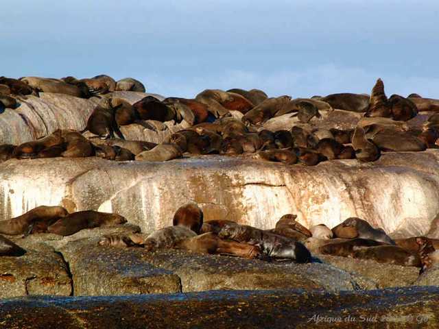 020otaries