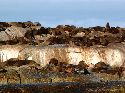 cliquez ici pour voir l'image (020otaries.jpg)