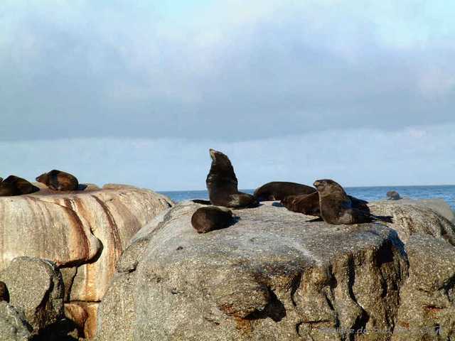 022otaries