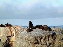 cliquez ici pour voir l'image (022otaries.jpg)