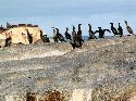 cliquez ici pour voir l'image (024otaries.jpg)
