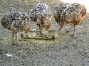 cliquez ici pour voir l'image (028autruche.jpg)