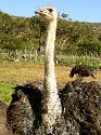 cliquez ici pour voir l'image (029autruche.jpg)