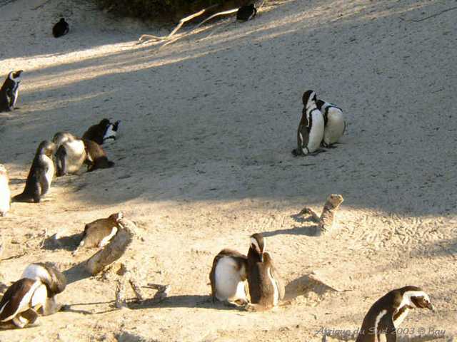 039pingouins_g
