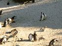cliquez ici pour voir l'image (039pingouins_g.jpg)