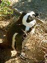 cliquez ici pour voir l'image (041pingouins.jpg)
