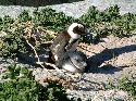 cliquez ici pour voir l'image (042pingouins.jpg)