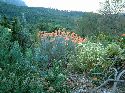 cliquez ici pour voir l'image (045botanique.jpg)