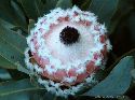 cliquez ici pour voir l'image (047botanique.jpg)