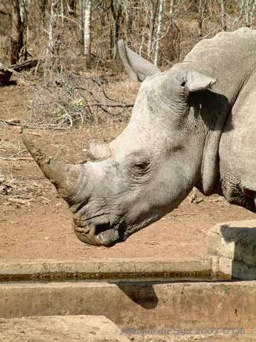 013mkhaya