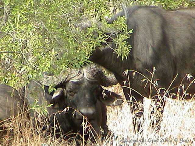 015mkhaya